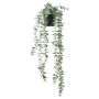 Eukalyptus